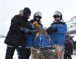 King_Crab_Fishing